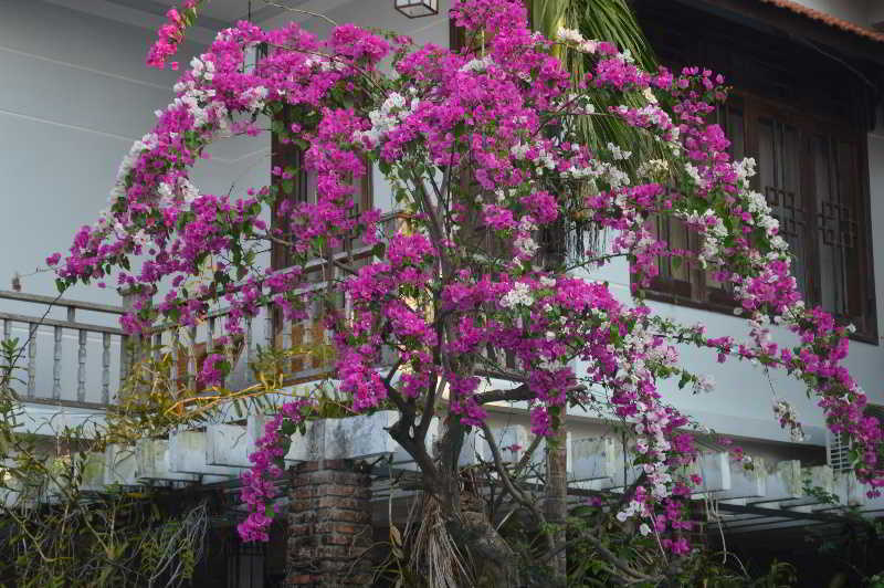 The Hoi An Orchid Garden Villas Exterior foto